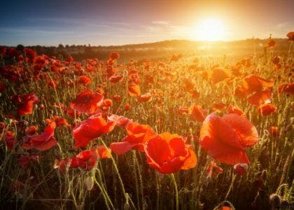 poppy field