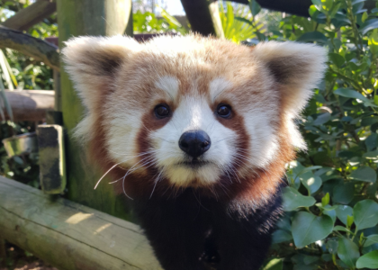 A Red Panda sat on a log looking at the camera