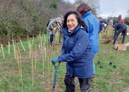 Volunteer with a shovel planting a tree