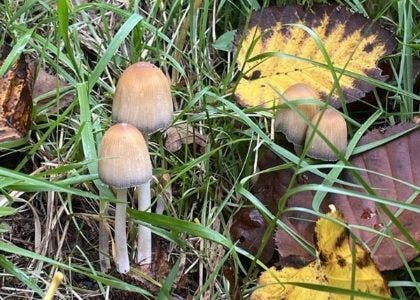 small round head fungi amongst autumn leaves and grass